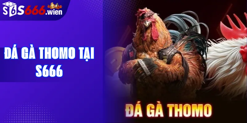 Đá gà Thomo tại S666: Trực tiếp & Phân tích kèo hôm nay