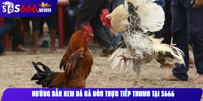 Hướng dẫn xem đá gà đòn trực tiếp Thomo tại S666