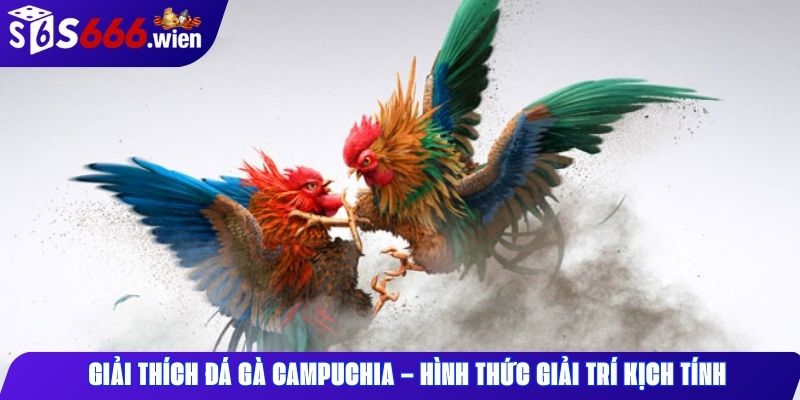 Giải thích đá gà Campuchia – hình thức giải trí kịch tính