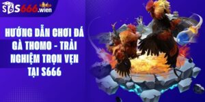 Hướng Dẫn Chơi Đá Gà Thomo - Trải Nghiệm Trọn Vẹn Tại S666