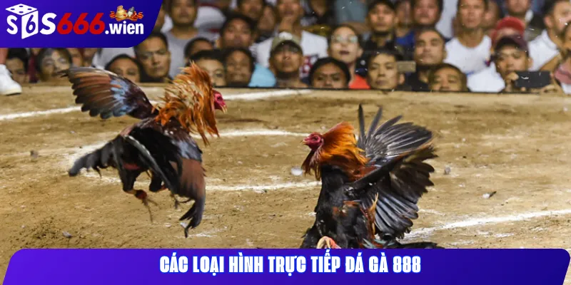 Các loại hình trực tiếp đá gà 888