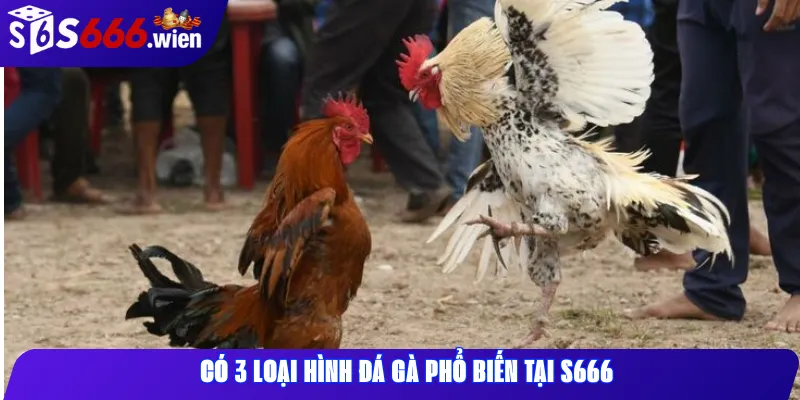 Có 3 loại hình đá gà phổ biến tại S666